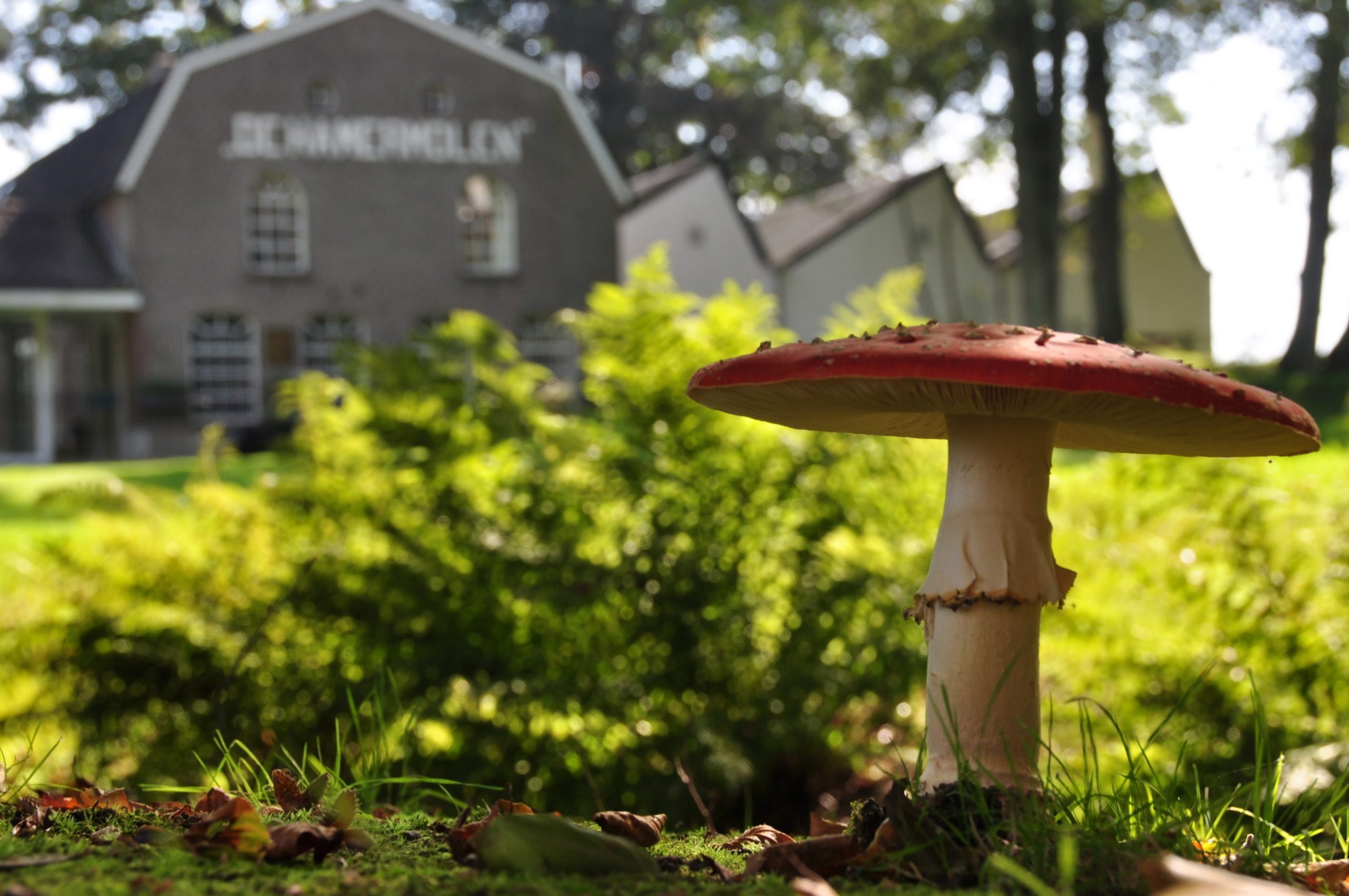 Academie voor Meesterschap - De Hamermolen
